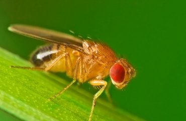 how to get rid of fruit flies from drains reguralr cleaning