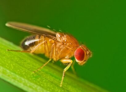 how to get rid of fruit flies from drains reguralr cleaning