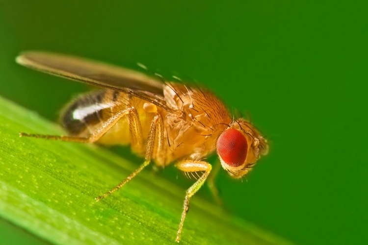 how to get rid of fruit flies from drains reguralr cleaning