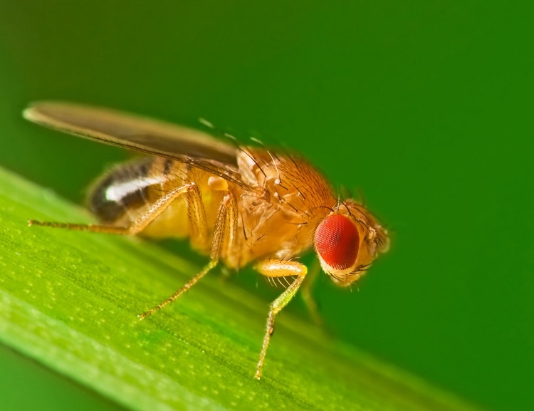 How To Get Rid Of Fruit Flies From Drains Stop Them   How To Get Rid Of Fruit Flies From Drains Reguralr Cleaning 