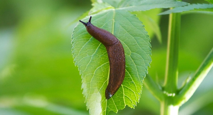 how to get rid of slugs in garden naturally how to get rid of slugs in vegetable garden