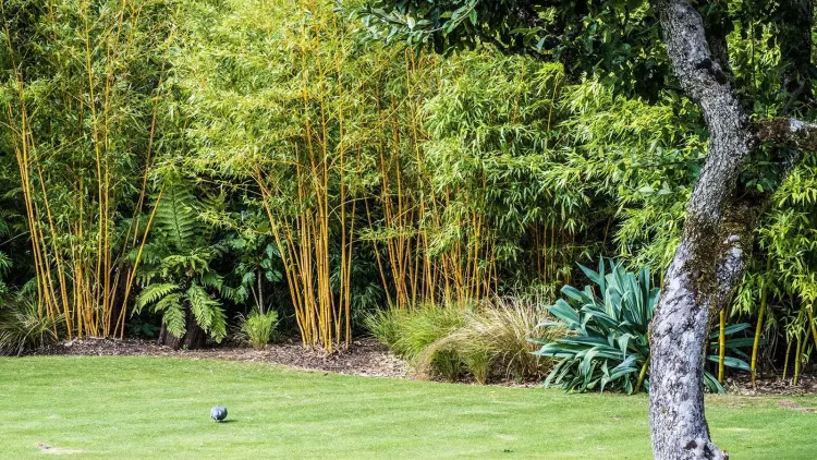 how to grow bamboo modern garden