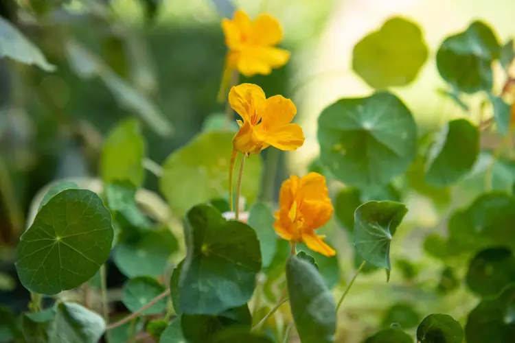 how to have beautiful nasturtiums care tips