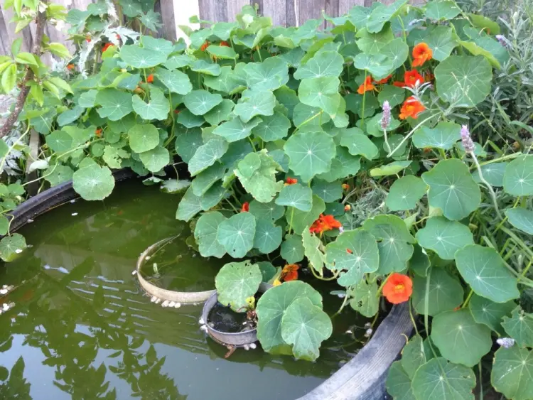 how to have beautiful nasturtiums watering how to maintain