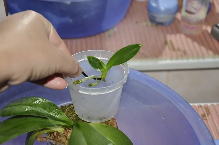 how to propagate an orchid different methods keiki cuttings division