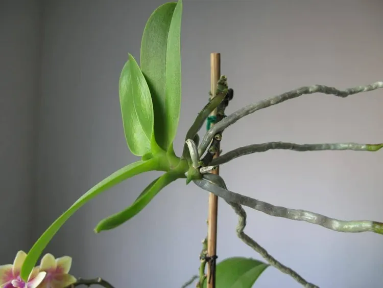 how to propagate an orchid keiki cuttings method
