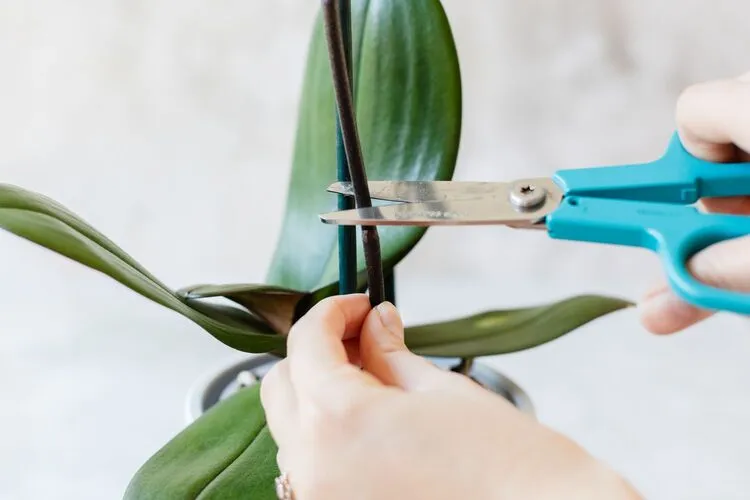 how to propagate an orchid with stem cutting