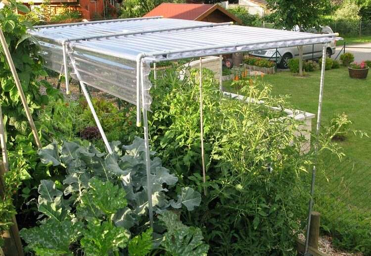 how to protect tomatoes from extreme heat with coverage