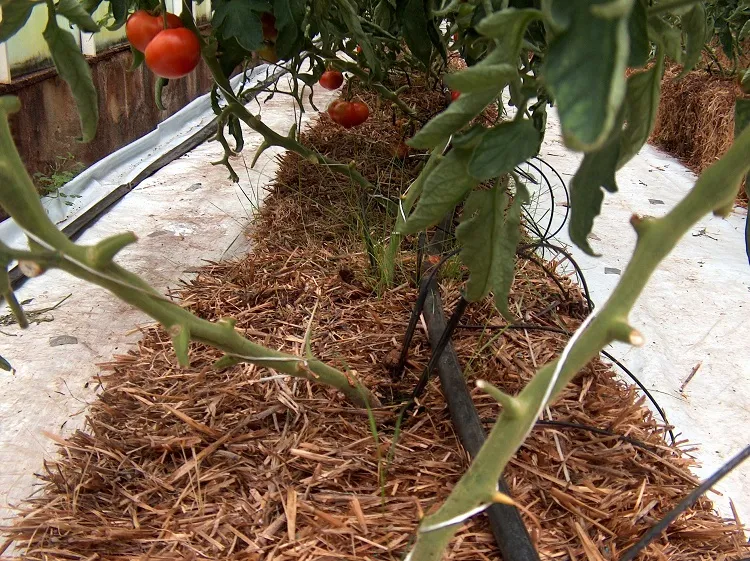 how to protect tomatoes from high heat with thick mulching