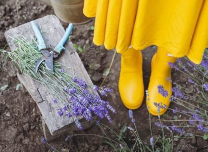 how to prune lavender in summer 2023