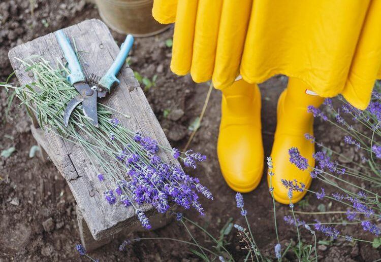 how to prune lavender in summer 2023