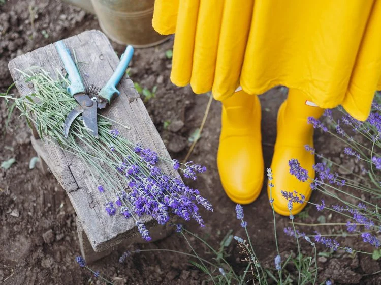 how to prune lavender in summer 2023
