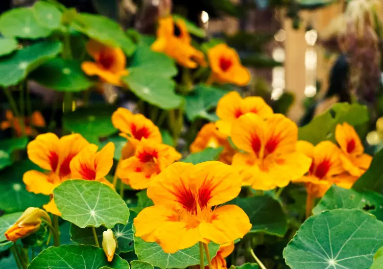 how to stimulate the flowering of nasturtiums