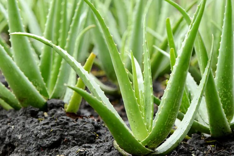 how to take care of a baby aloe vera plant