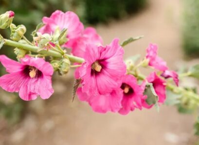 how to take hollyhock cuttings
