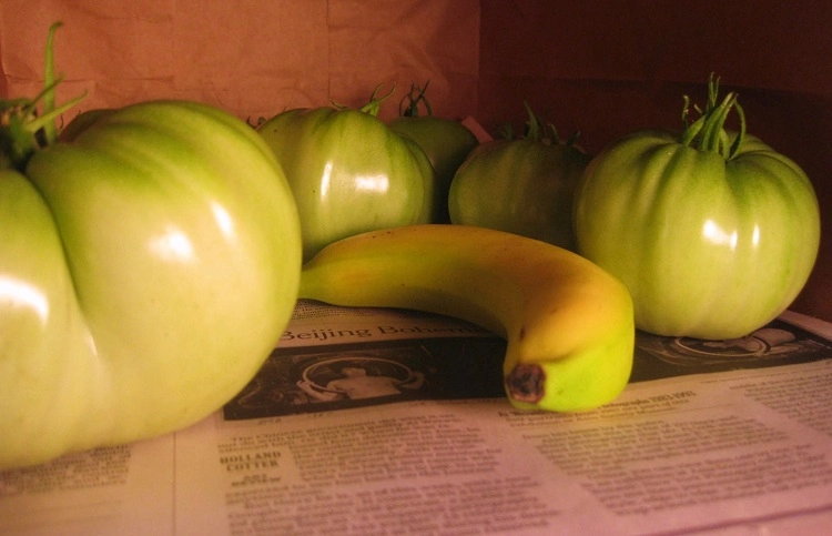 how to turn green tomatoes red indoors tips for ripening green tomatoes