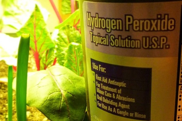 hydrogen peroxide for plant roots dilute 3 percent solution with water 1