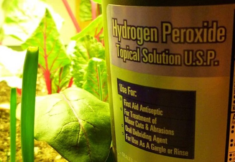 hydrogen peroxide for plant roots dilute 3 percent solution with water 1