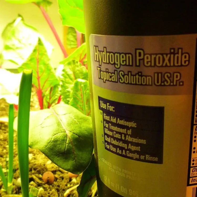 hydrogen peroxide for plant roots dilute 3 percent solution with water