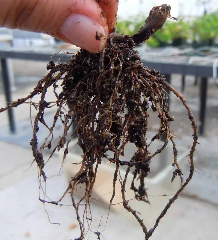 hydrogen peroxide for plant roots repot the plant in new container