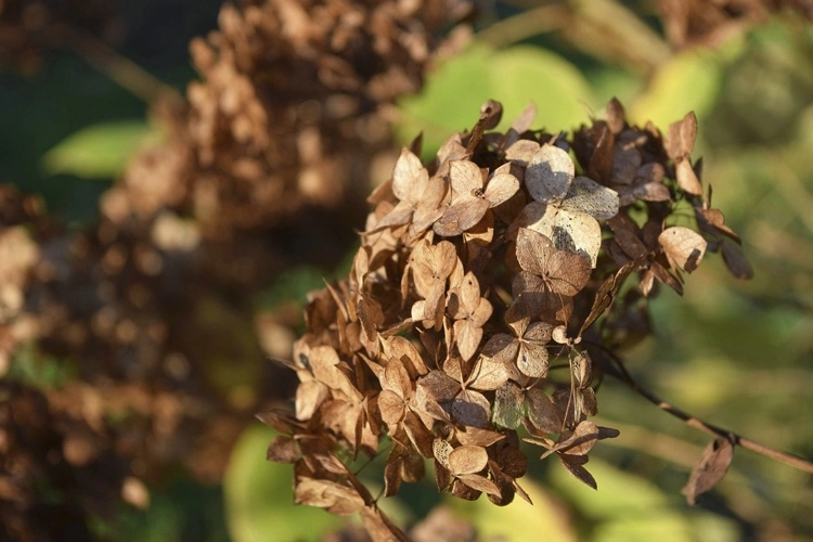 in fall leave faded hydrangea blossoms as frost protection