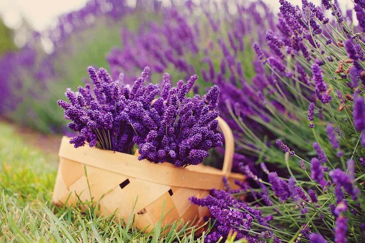 lavender plant care when to prune summer 2023