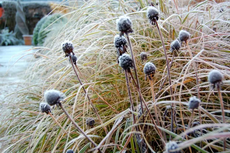 leave evergreen perennials and beautiful seeds as winter decorations
