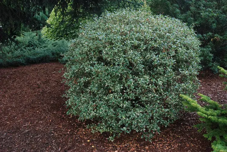 mosquito repelling trees osmanthus