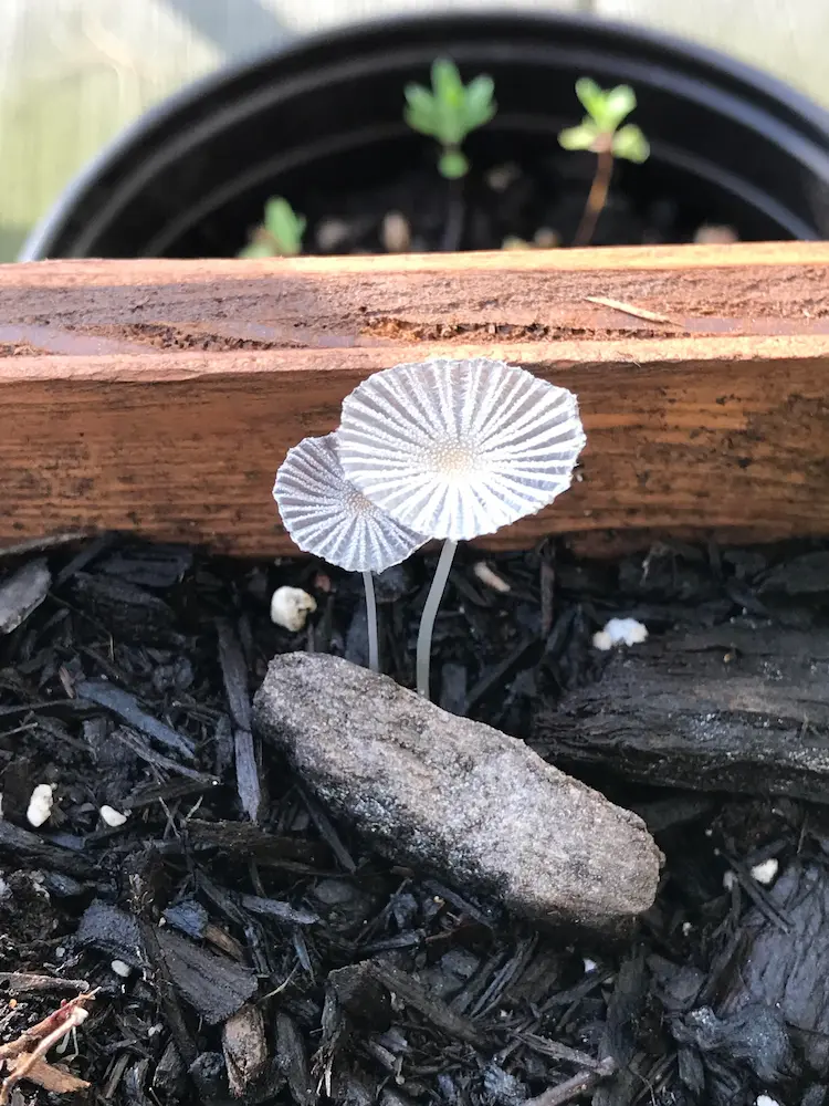 mycelia are present in compost