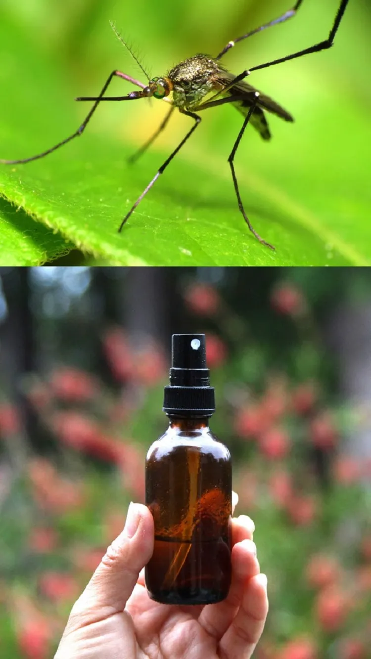 natural homemade mosquito repellent spray essential vegetable oils to avoid bites