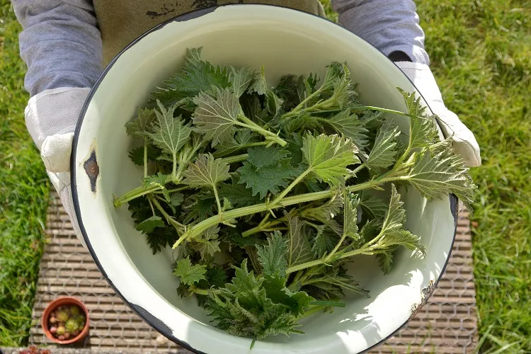 nettle fertilizer for tomatoes chop the leaves