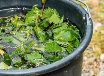 nettle fertilizer for tomatoes pour water over the leaves and let them stay