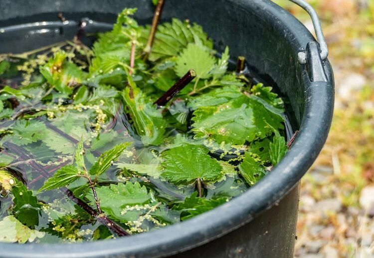 nettle fertilizer for tomatoes pour water over the leaves and let them stay