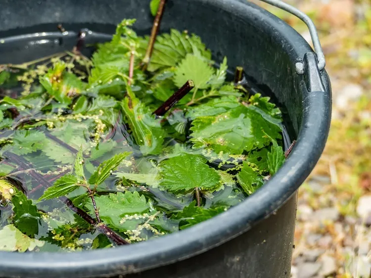 nettle fertilizer for tomatoes pour water over the leaves and let them stay