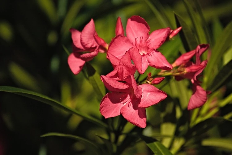 oleander withers when to cut off the flowers