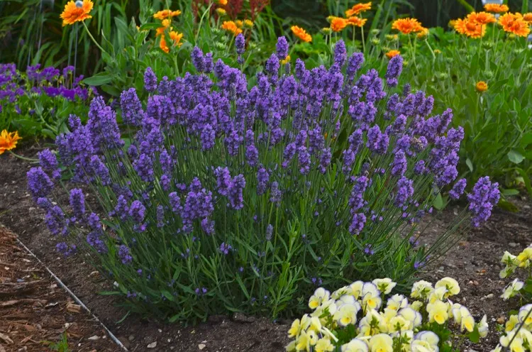 perennial flowers that bloom all year lavender (1)