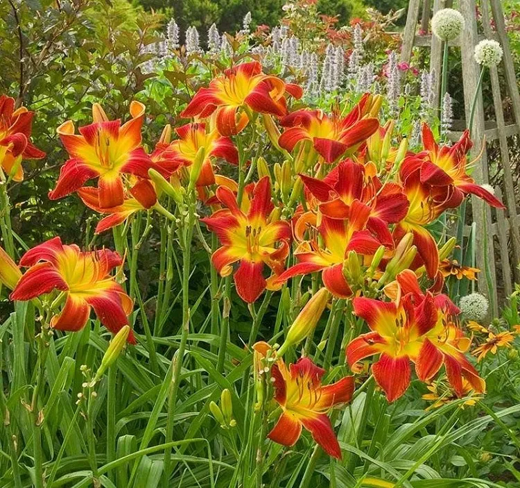 perennial flowers that bloom all year overlap their flowering periods