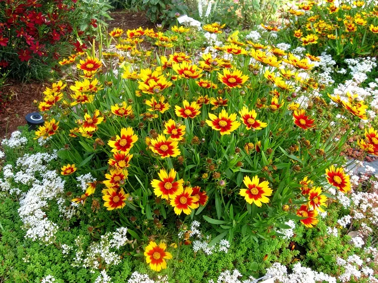 perennial flowers that bloom all year round