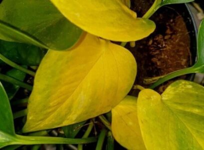 plant problems yellow leaves why are pothos leaves turning yellow