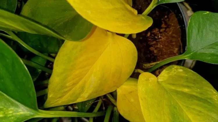 plant problems yellow leaves why are pothos leaves turning yellow