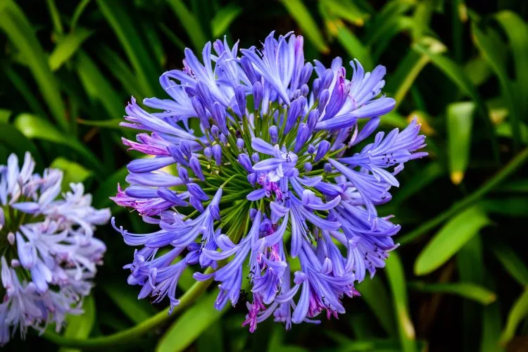 prolong agapanthus blooming period tips