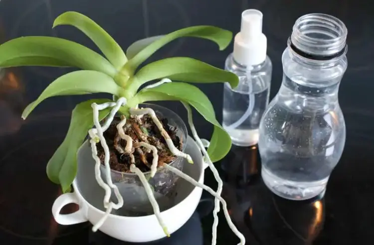 proper orchids watering methods