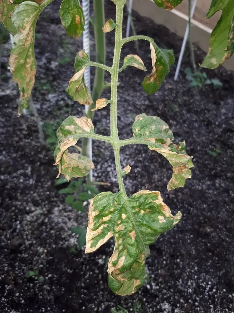 protect tomatoes from the heat yellowish or brownish leaves from hot temperature