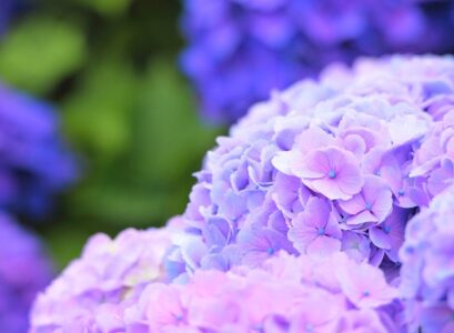 prune hydrangeas in the summer deadhead them