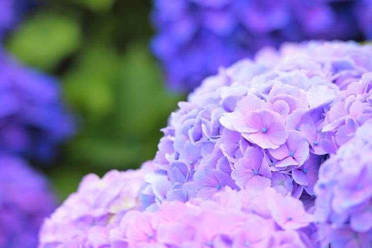 prune hydrangeas in the summer deadhead them