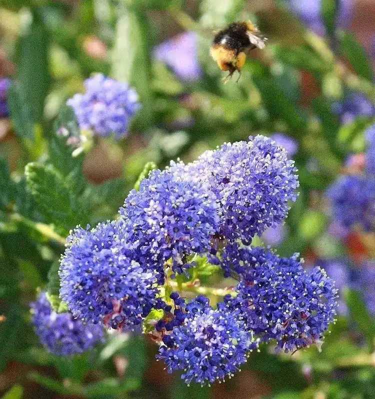 pruning california lilac when how to care ceanothes ceanothus