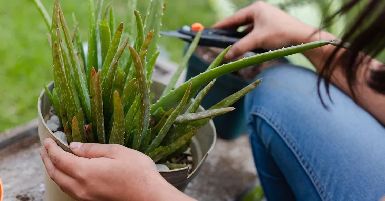 pruning aloe vera