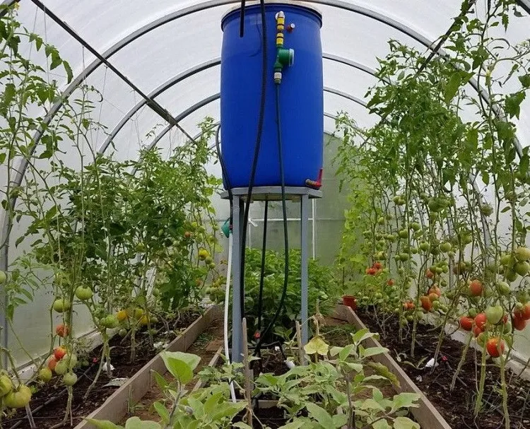 rain barrel with drip irrigation collects rainwater from the roof