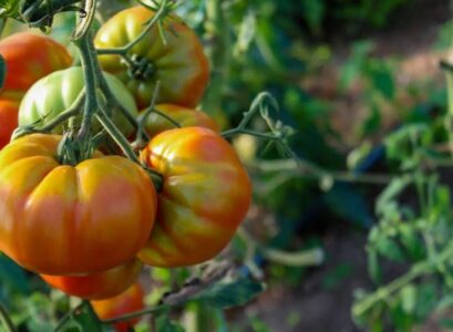 reasons for tomatoes not turning red and how to ripen them how to turn green tomatoes red