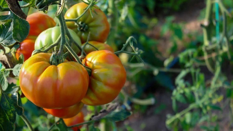 reasons for tomatoes not turning red and how to ripen them how to turn green tomatoes red